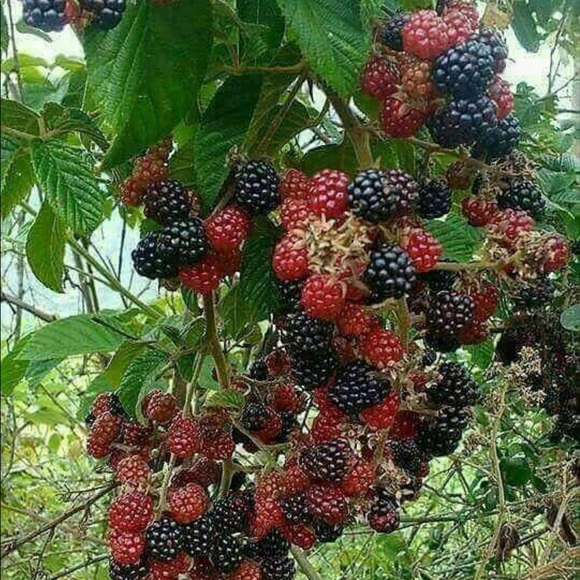 Meet your Posher, Sysyblena - Picture 1 of 1